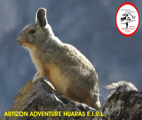 Viscacha - Trekking Cordillera Huayhuash